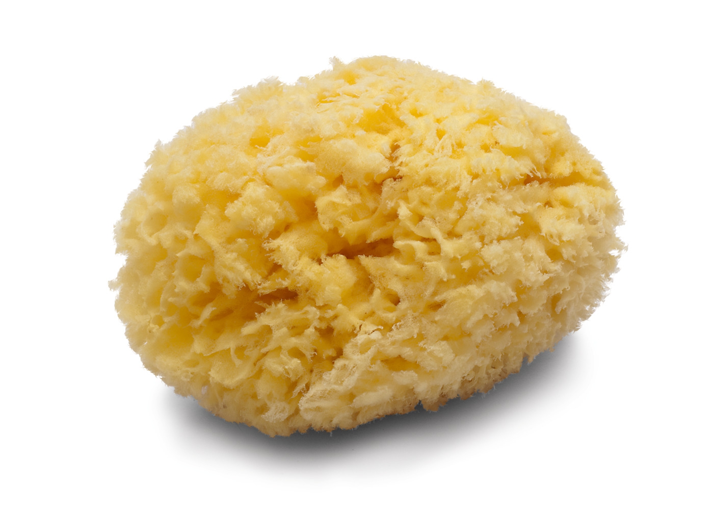 Peclavus Naturschwamm "Gold des Meeres"