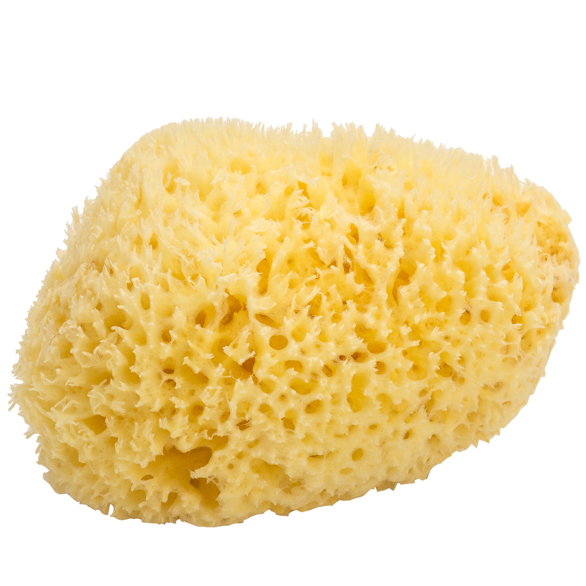 Naturschwamm "honeycomb", ca. 12 - 14 cm