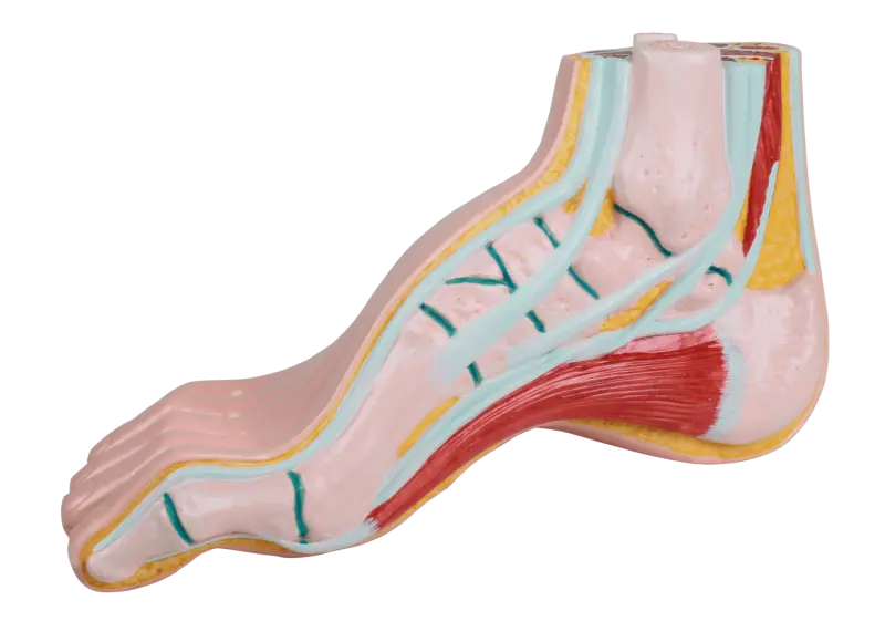 RUCK  Fußmodelle aus Kunststoff, Hohlfuß L 24 cm