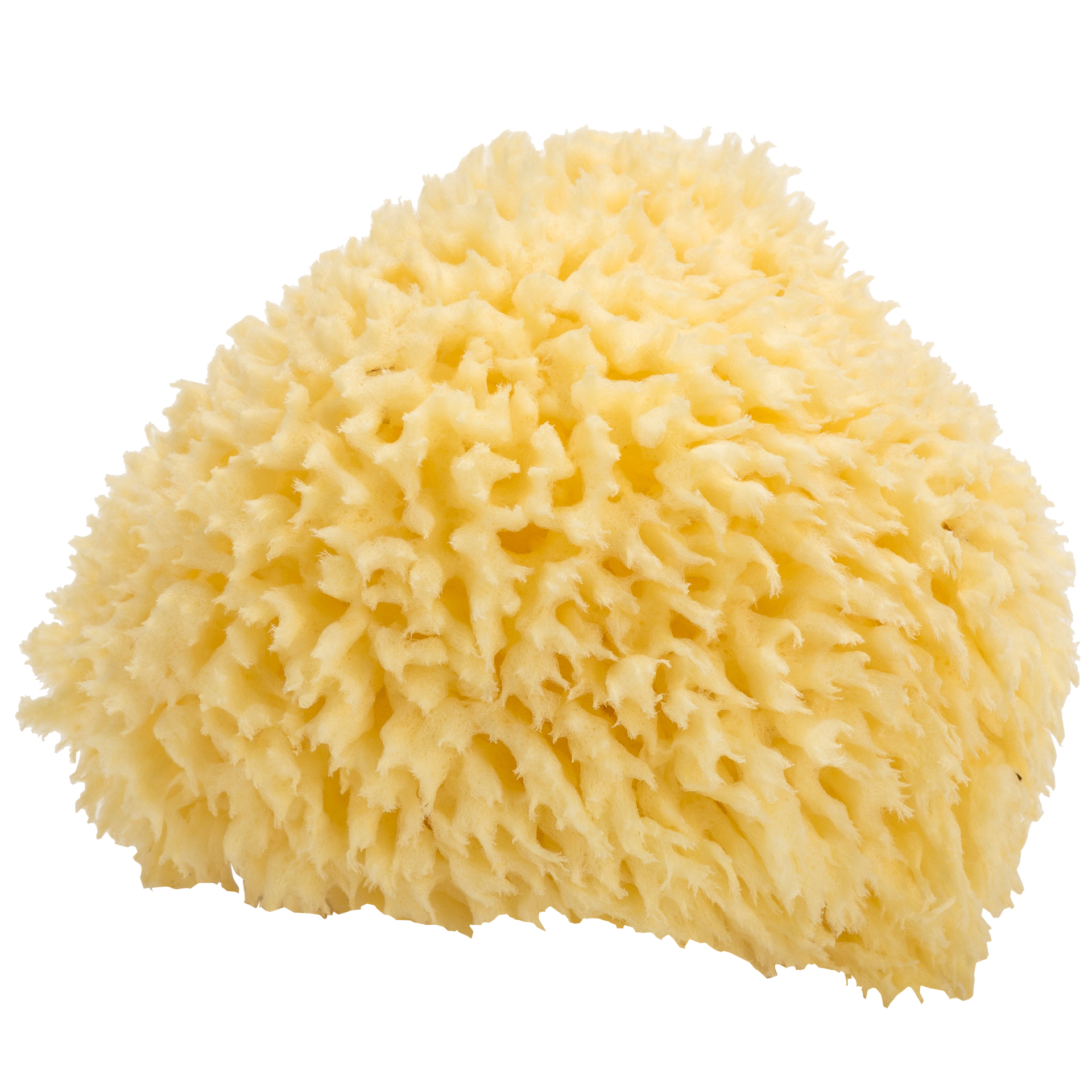 Naturschwamm "wool"