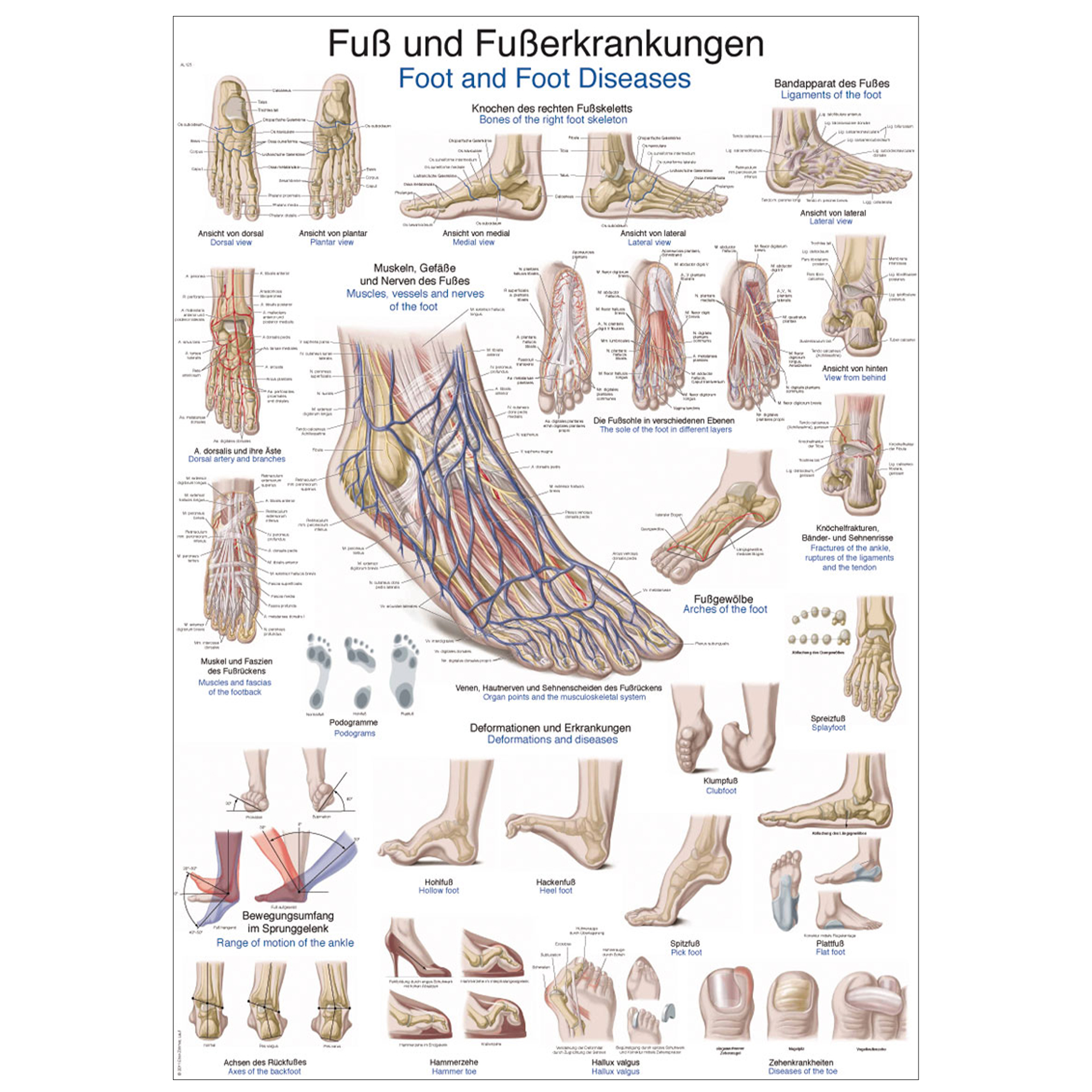 Lehrtafel "Fuß und Fußerkrankungen"