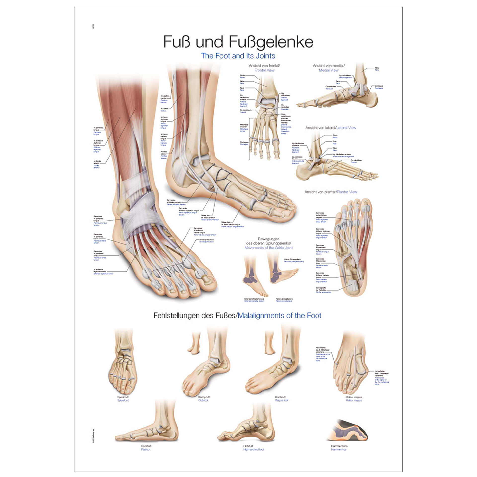 Lehrtafel "Fuß und Fußgelenke"
