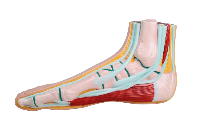 RUCK®  Fußmodelle aus Kunststoff, Normalfuß L 25,5 cm